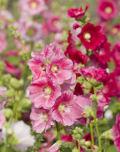 Rose trémière pour abeille